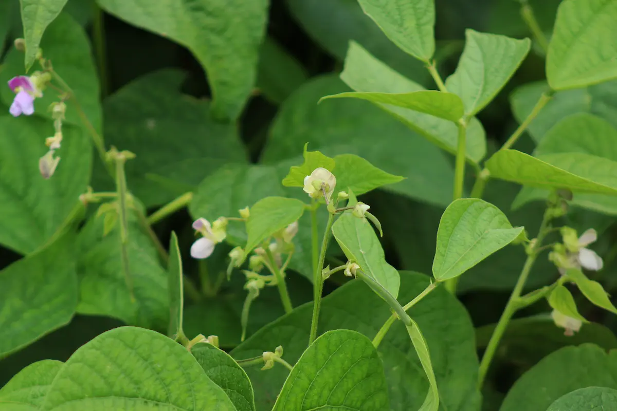 French Beans growing in the Shamba