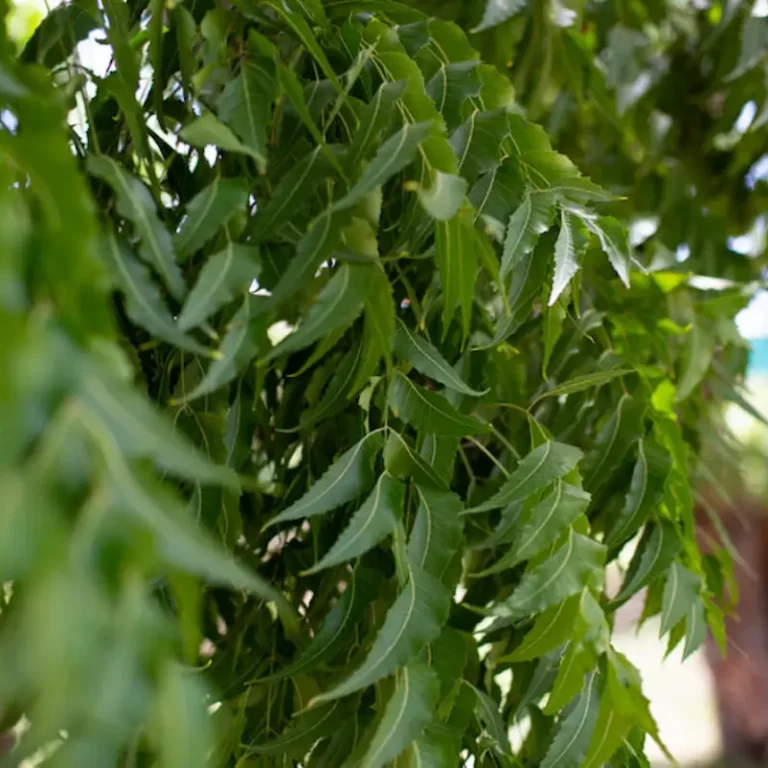 Neem tree in Nyali, Mombasa