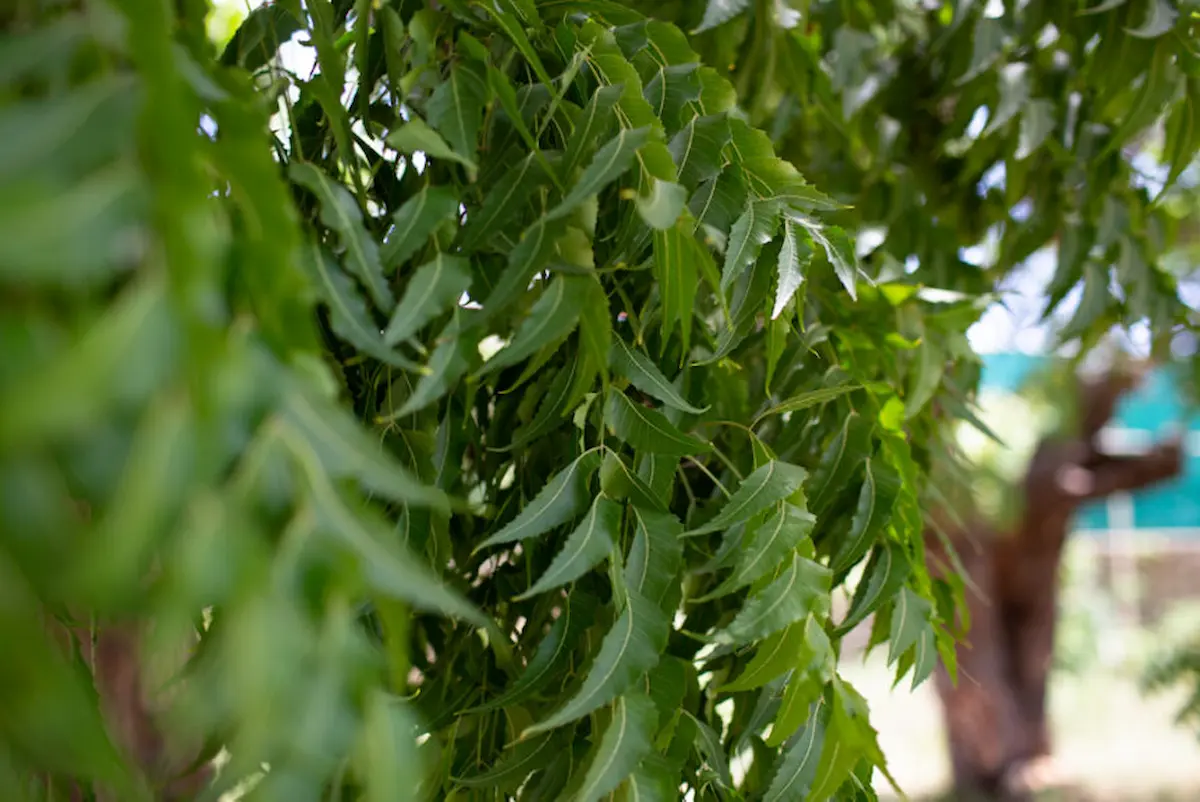 Neem tree in Nyali, Mombasa