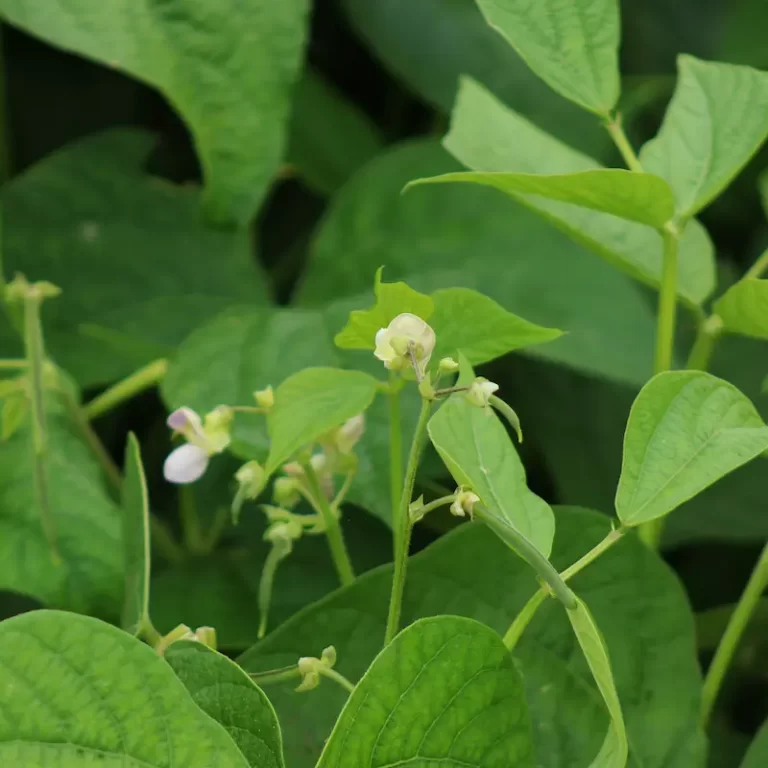 French Beans growing in the Shamba