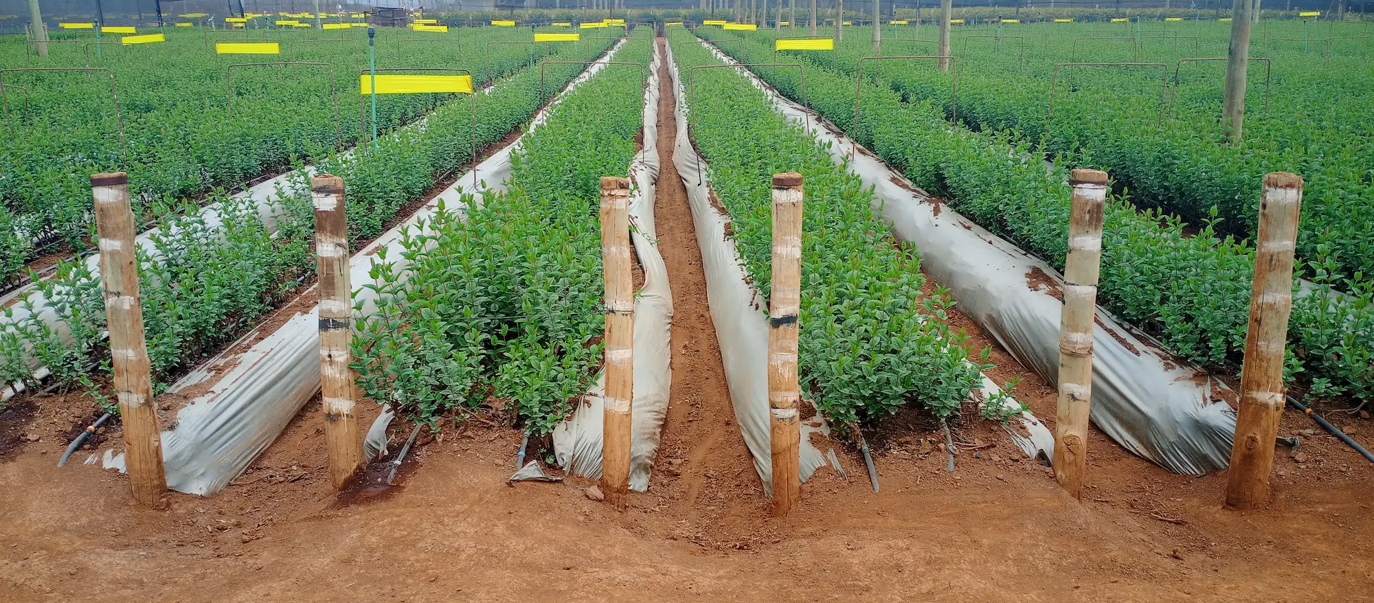 Kariki trial on Nematodes