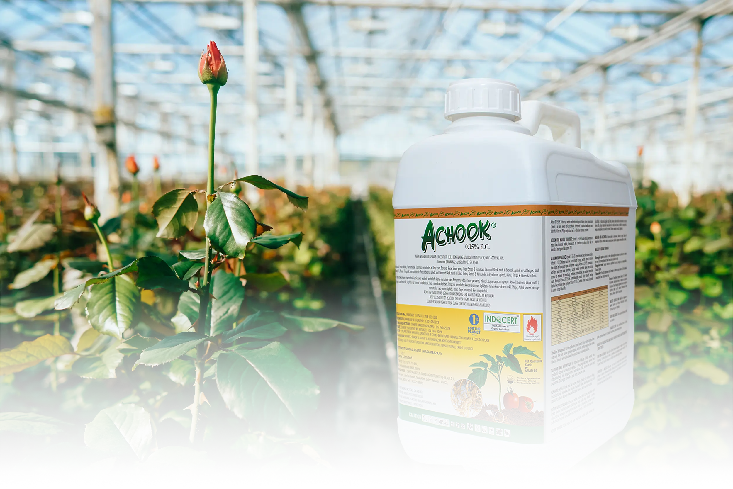 Achook in a rose greenhouse