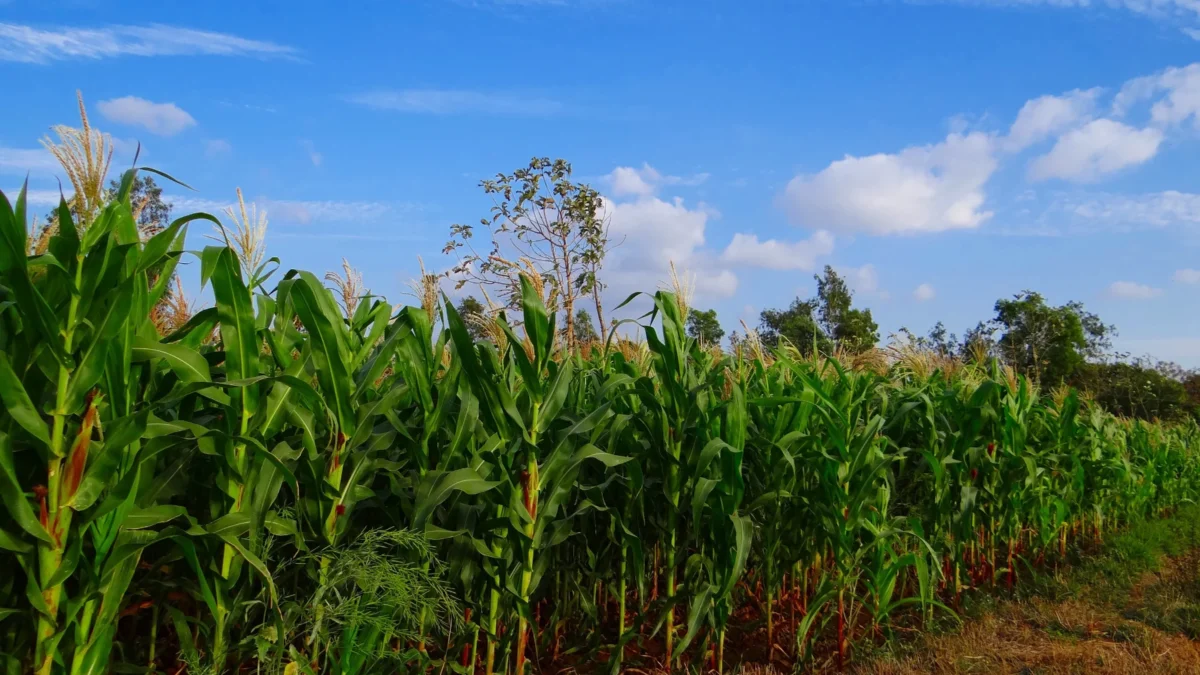 maize growing in the highlands