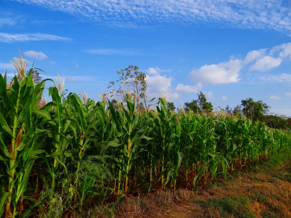 maize growing in the highlands